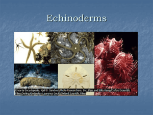 Phylum Echindermata