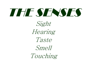 THE SENSES