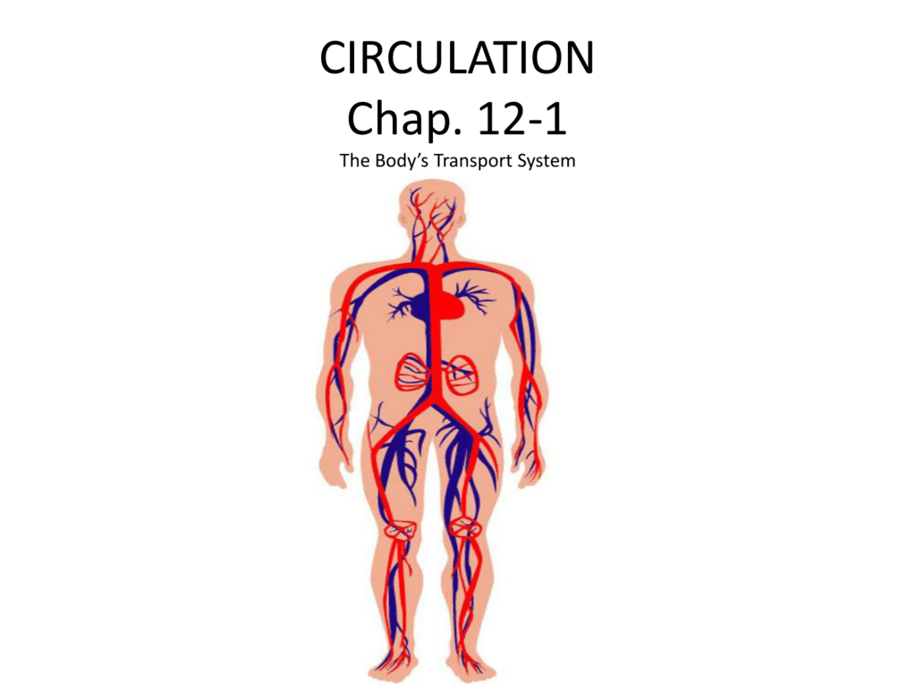 circulation-chap-12-1-the-body-s-transport-system