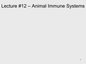 Lecture #12 * Animal Immune Systems