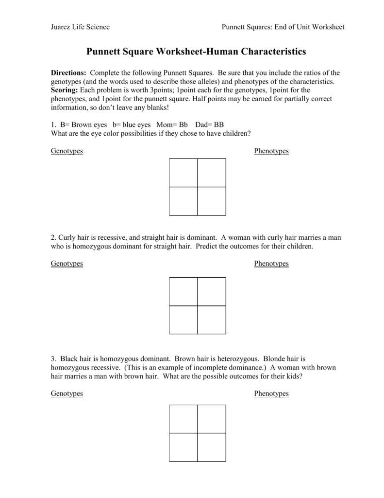 More Punnett Squares Worksheet With Answers