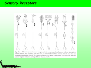 Neuron Structure and Function