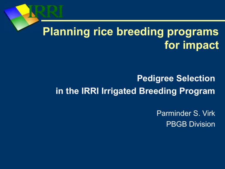 2 IRRI s Pedigree Selection