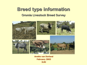 10Cattle-Breed types