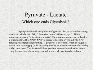 Pyruvate - Lactate