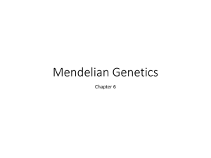 Mendelian Genetics Updated 2015 with Bellringers