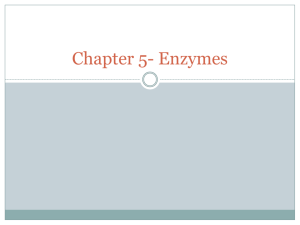 Chapter 5- Enzymes