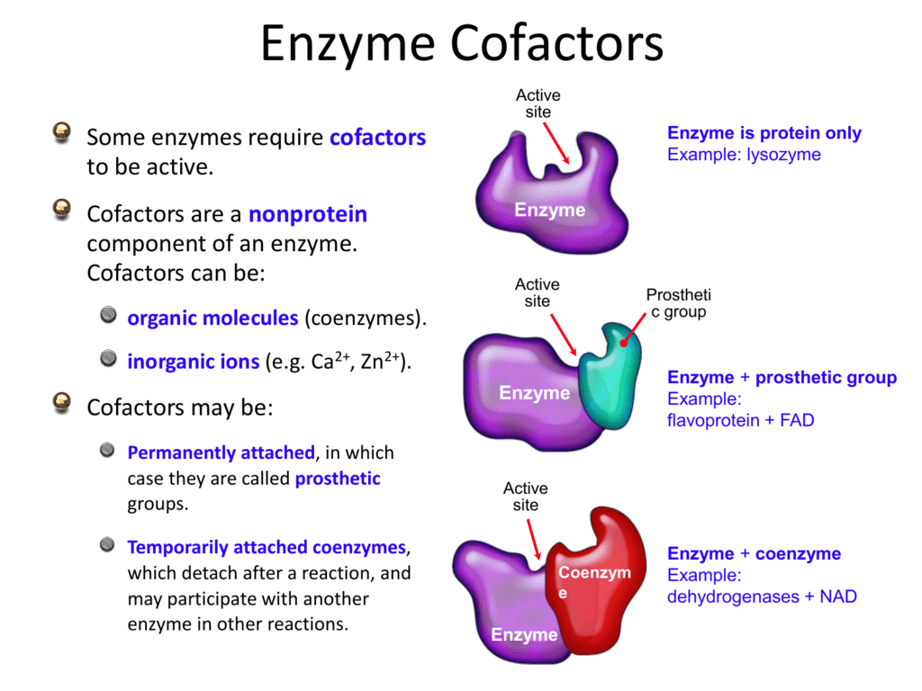 two examples of prosthetic groups