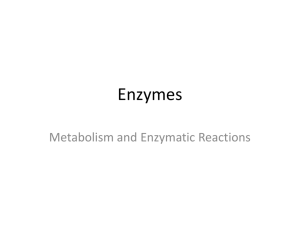 Enzymes - Mrs. Anderson's Sciences