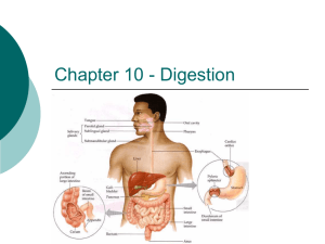 Chapter 10 - Digestion