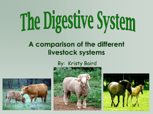 Parts and functions of the ruminant digestive system continued…