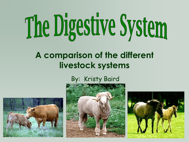 digestive system of swine and its functions