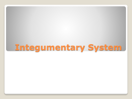 Worksheet The Integumentary System Answer Key