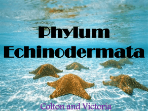 Phylum Echinodermata