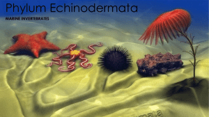 Phylum Echinodermata - MsPittsBiologySpace