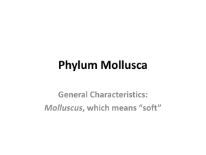 Phylum Mollusca General Characteristics