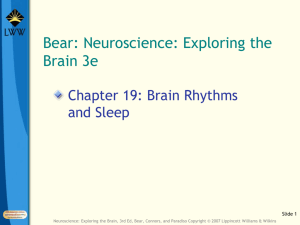 Chapter 19: Brain Rhythms and Sleep