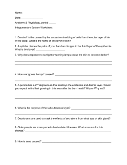 Skin Worksheet