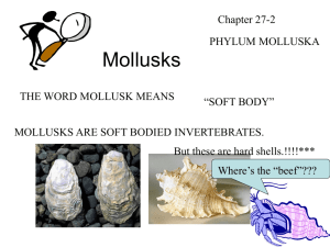 Mollusks_Teacher