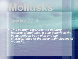 Mollusks - Henrico