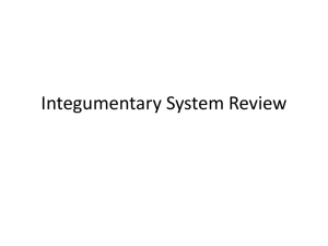 Integumentary System Review WS ans