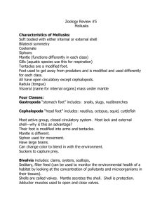 Review Information for Mollusks