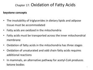 beta oxidation & protein catabolism