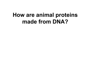 Let's make some animal proteins using DNA!!