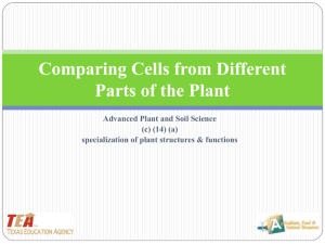 Compare the Cells from Different Parts of the Plant