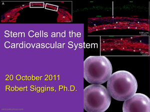 Stem Cells and CV System