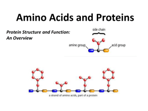 amino_acids_and_protein