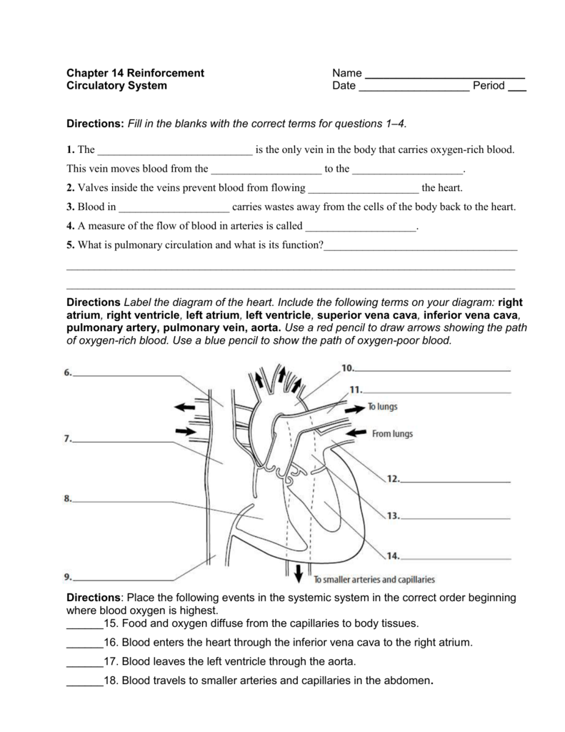 Chapter 22 Reinforcement Name Circulatory System Date Period For The Cardiovascular System Worksheet