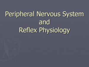 Peripheral Nervous System and Reflex Physiology