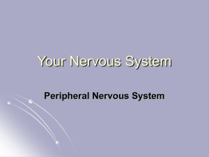 Peripheral Nervous System {PowerPoint}