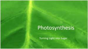 Photosynthesis ppt