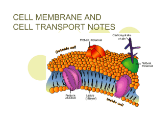 Transport across the Plasma Membrane