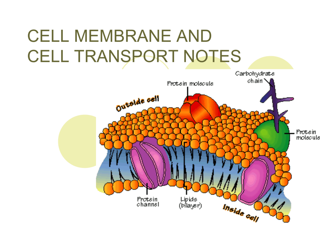 Concept Map Transport Across Cell Membrane