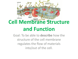 Lecture, Cell Membrane Structure and Function
