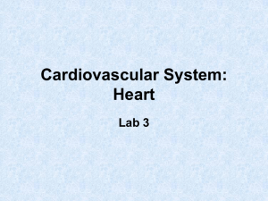 Cardiovascular System: Heart