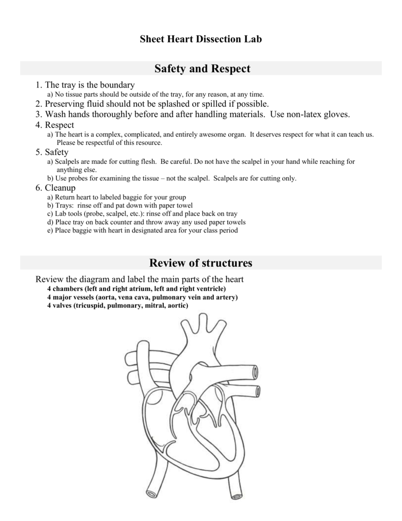 Heart Dissection Lab Worksheet Printable Word Searches