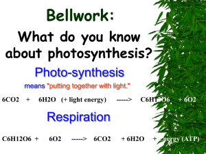 Photosynthesis PPT