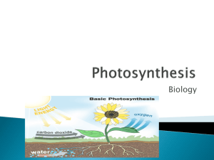Photosynthesis notes
