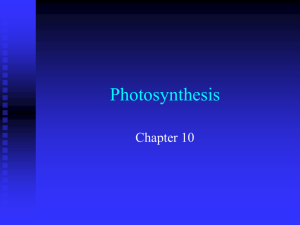 Photosynthesis - Pegasus @ UCF