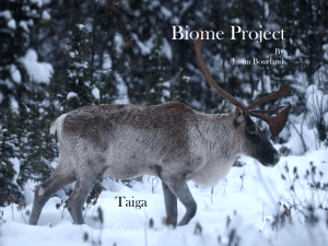 Biome Project - Justin Bourland's portfolio