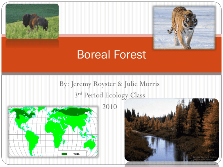 Boreal Forest