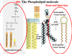 On the back of it draw and label the phospholipid