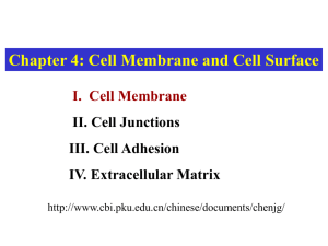 Cell - CBI