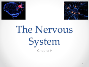 Nervous System PowerPoint