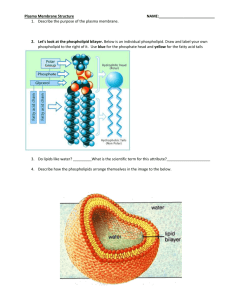 Plasma Membrane Structure NAME: Describe the purpose of the