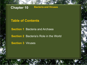 Chapter 10 Section 1 Bacteria and Archaea Bellringer